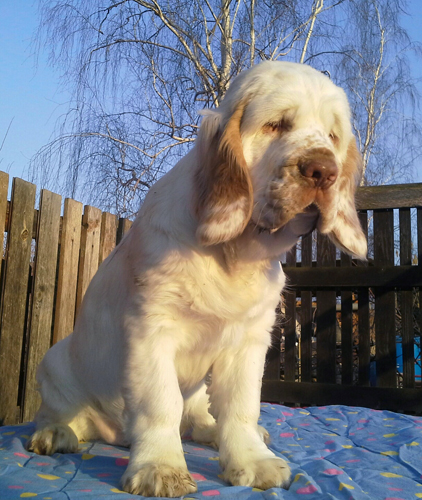 clumber spaniel puppies