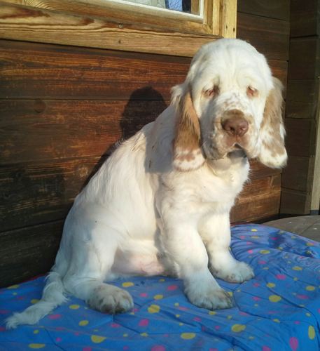 clumber spaniel puppies