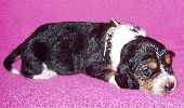 basset hound vrh C