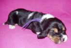 basset hound vrh C