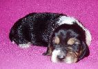 basset hound vrh C