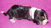 basset hound vrh C