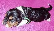 basset hound vrh C