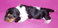 basset hound vrh C