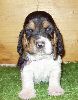 basset hound vrh C