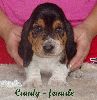 basset hound vrh C