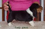 basset hound vrh C