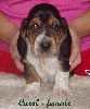 basset hound vrh C