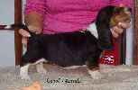 basset hound vrh C