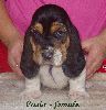 basset hound vrh C