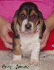 basset hound vrh C