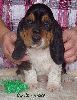 basset hound vrh C