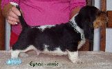 basset hound vrh C