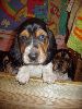 basset hound vrh C