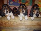 basset hound vrh C