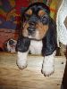 basset hound vrh C