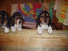 basset hound vrh C