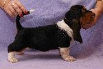 basset hound vrh C