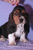 basset hound vrh C