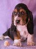 basset hound vrh C