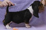 basset hound vrh C