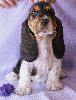 basset hound vrh C