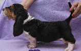 basset hound vrh C