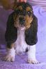 basset hound vrh C