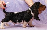 basset hound vrh C