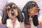 basset hound vrh C