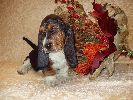 basset hound vrh C