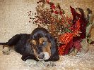 basset hound vrh C