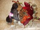 basset hound vrh C