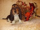 basset hound vrh C