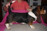 basset hound vrh C