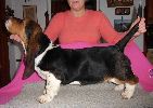 basset hound vrh C