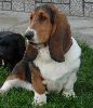 basset hound vrh C