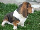 basset hound vrh C