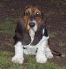 basset hound vrh C