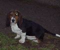 basset hound vrh C