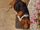 basset hound vrh C