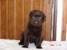 labradorsk retriever vrh E