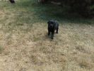 Labrador retriever štěňata